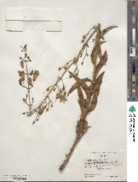 Penstemon grinnellii image