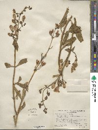 Penstemon grinnellii image