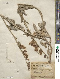 Penstemon grinnellii image