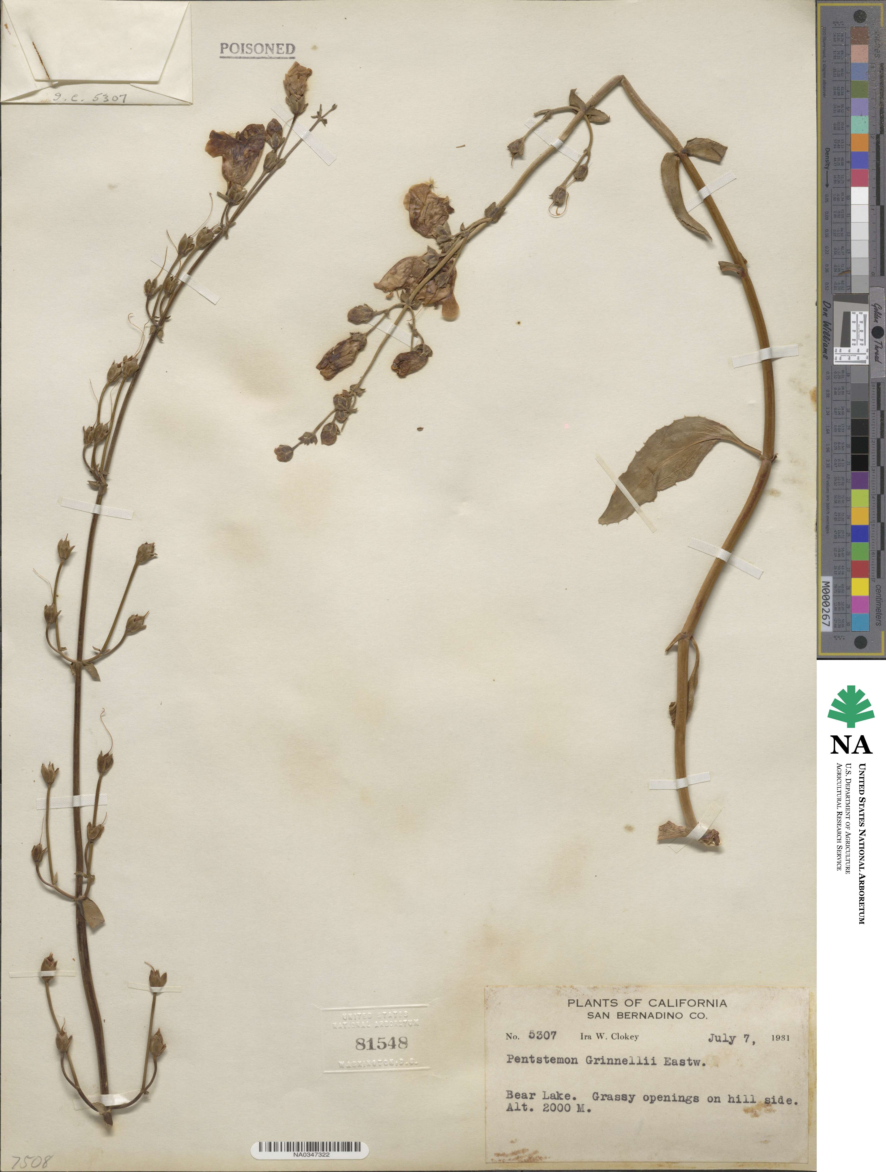 Penstemon grinnellii image