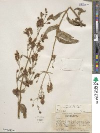 Penstemon grinnellii image