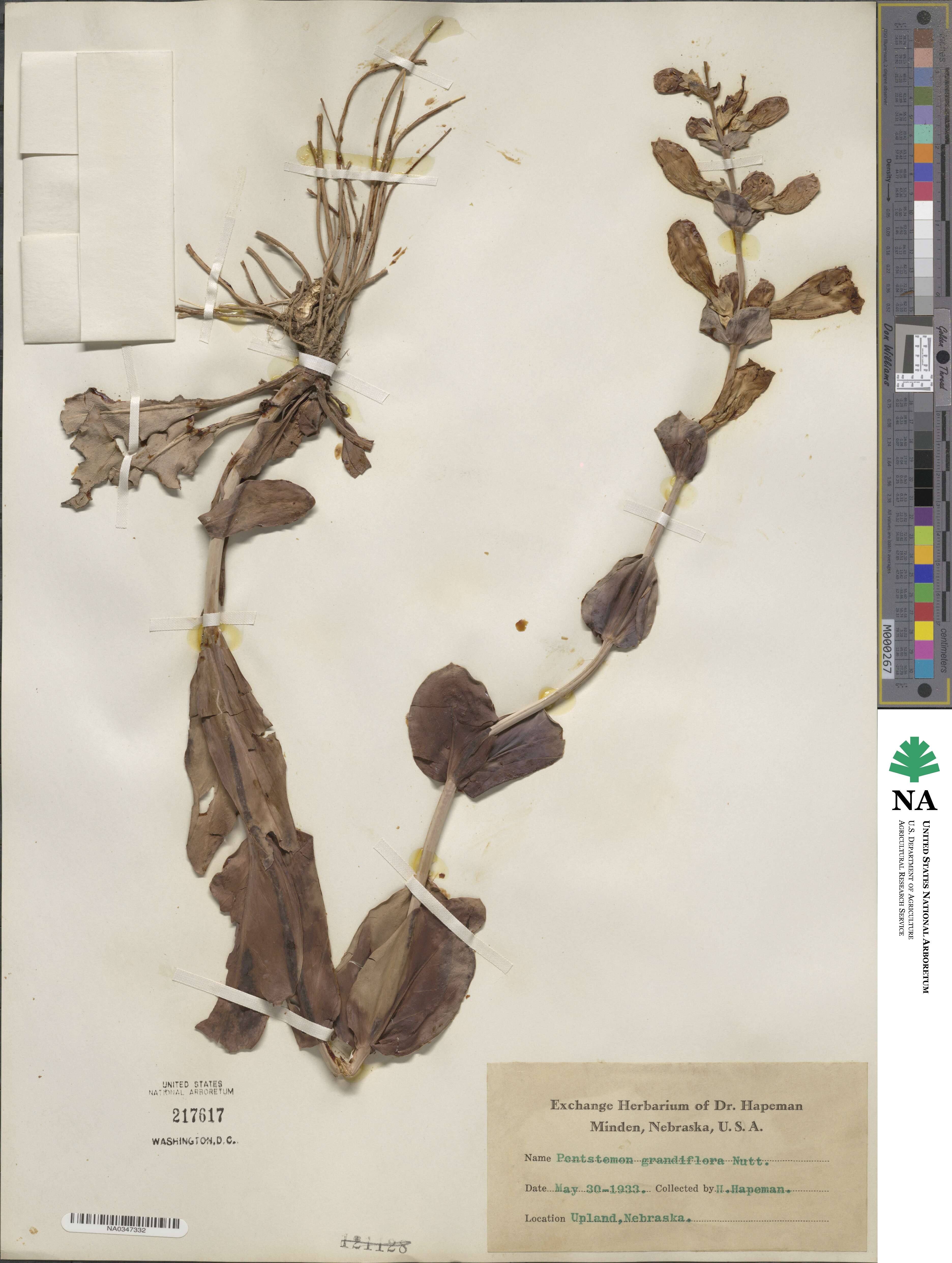 Penstemon grandiflorus image