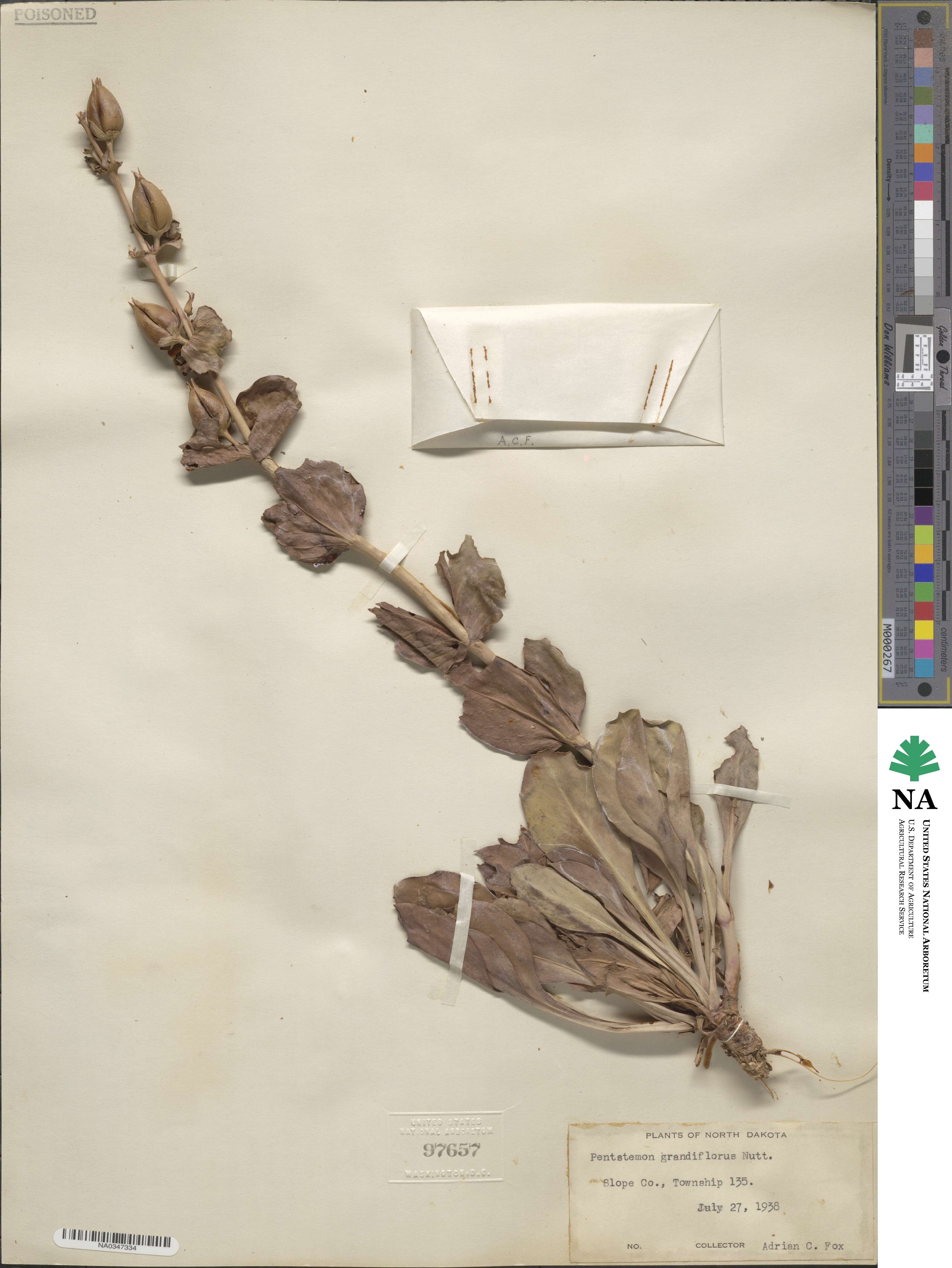 Penstemon grandiflorus image
