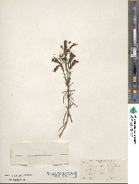 Penstemon heterophyllus image