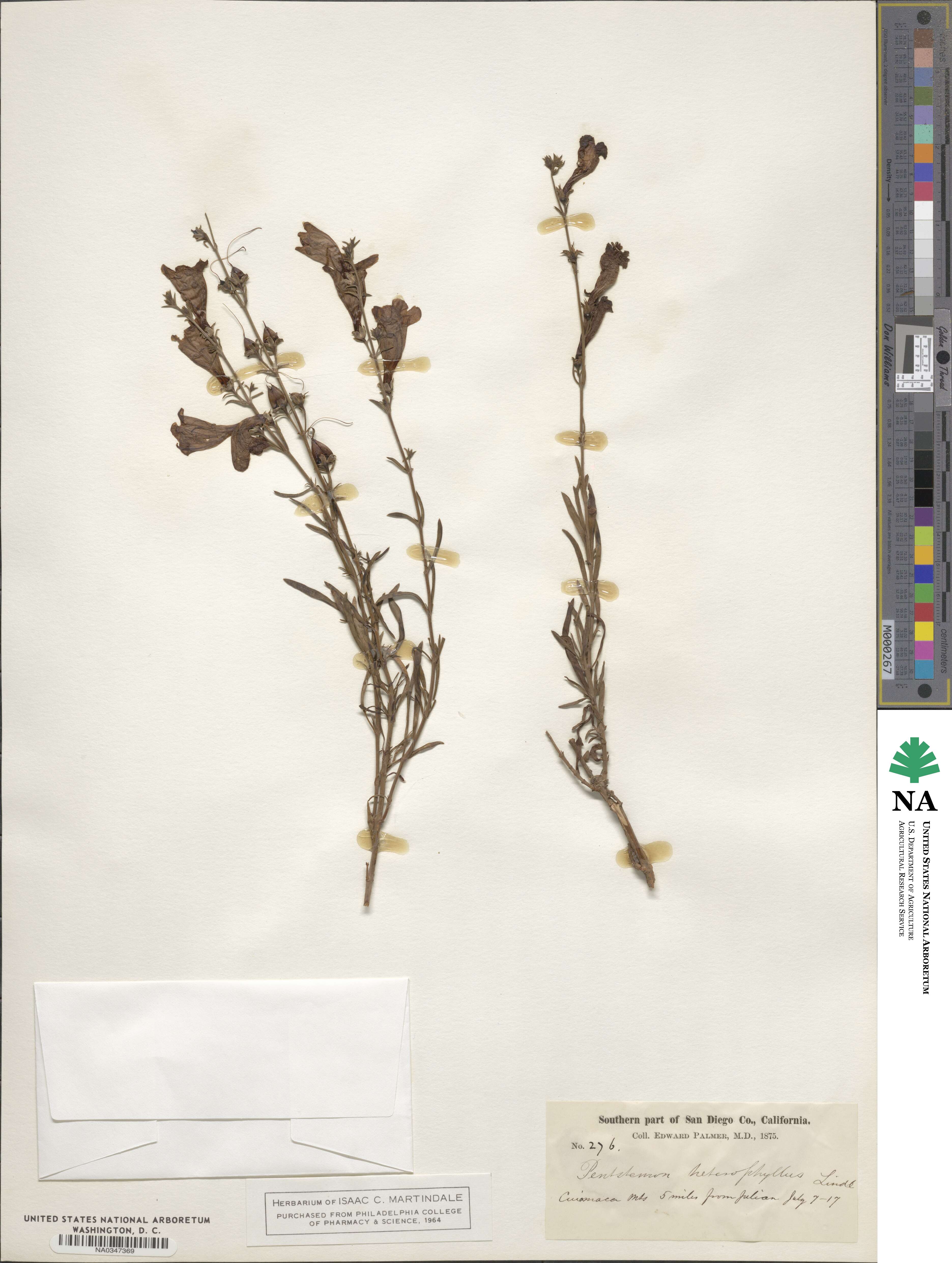 Penstemon heterophyllus image