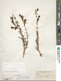 Penstemon heterophyllus image