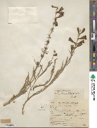 Penstemon heterophyllus image