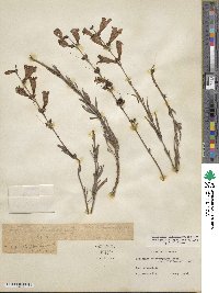 Penstemon heterophyllus image