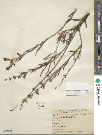 Penstemon heterophyllus image