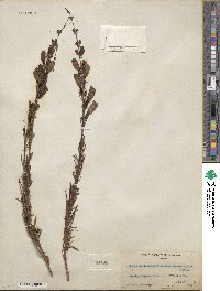 Penstemon heterophyllus image