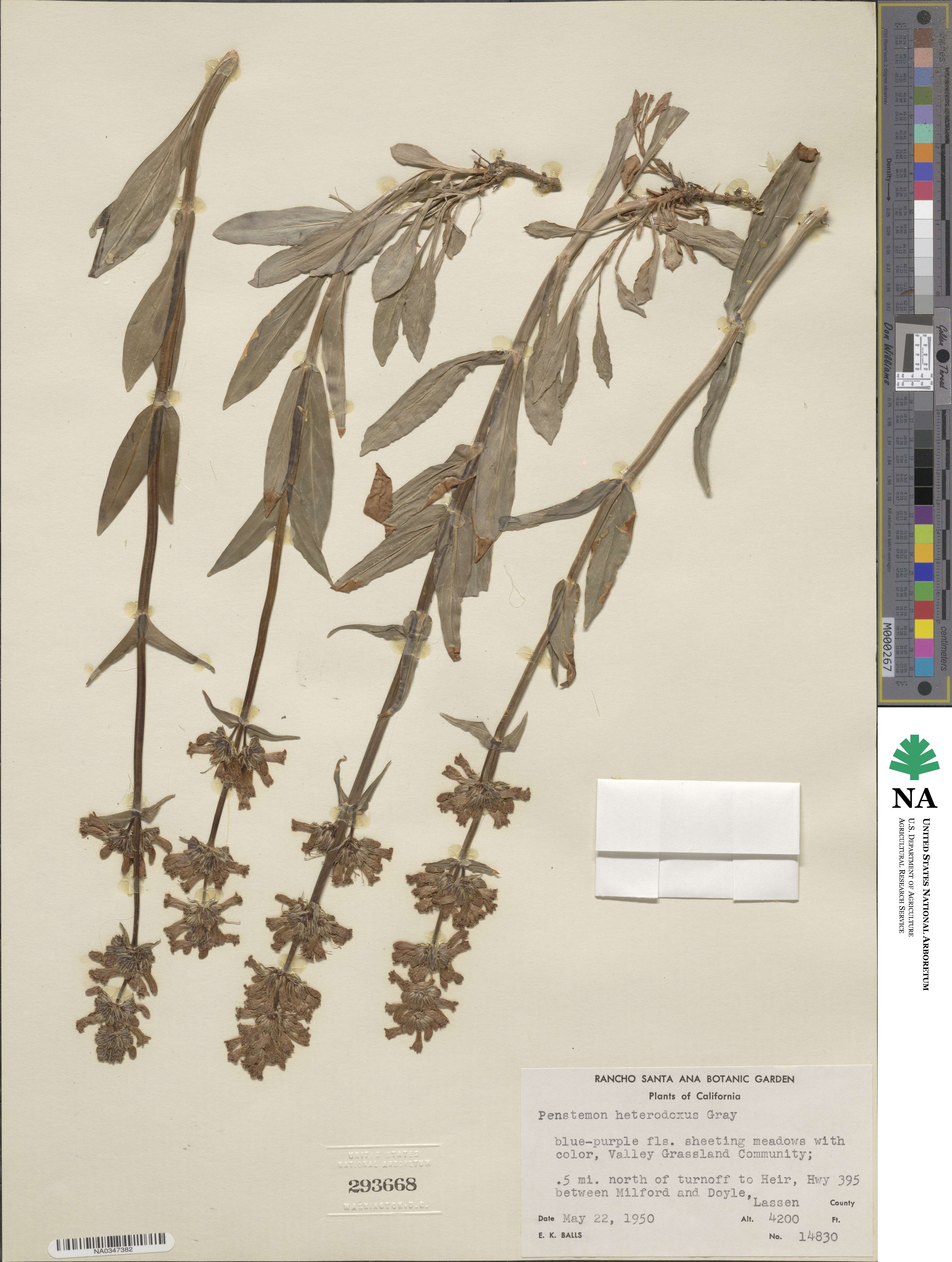 Penstemon heterodoxus image