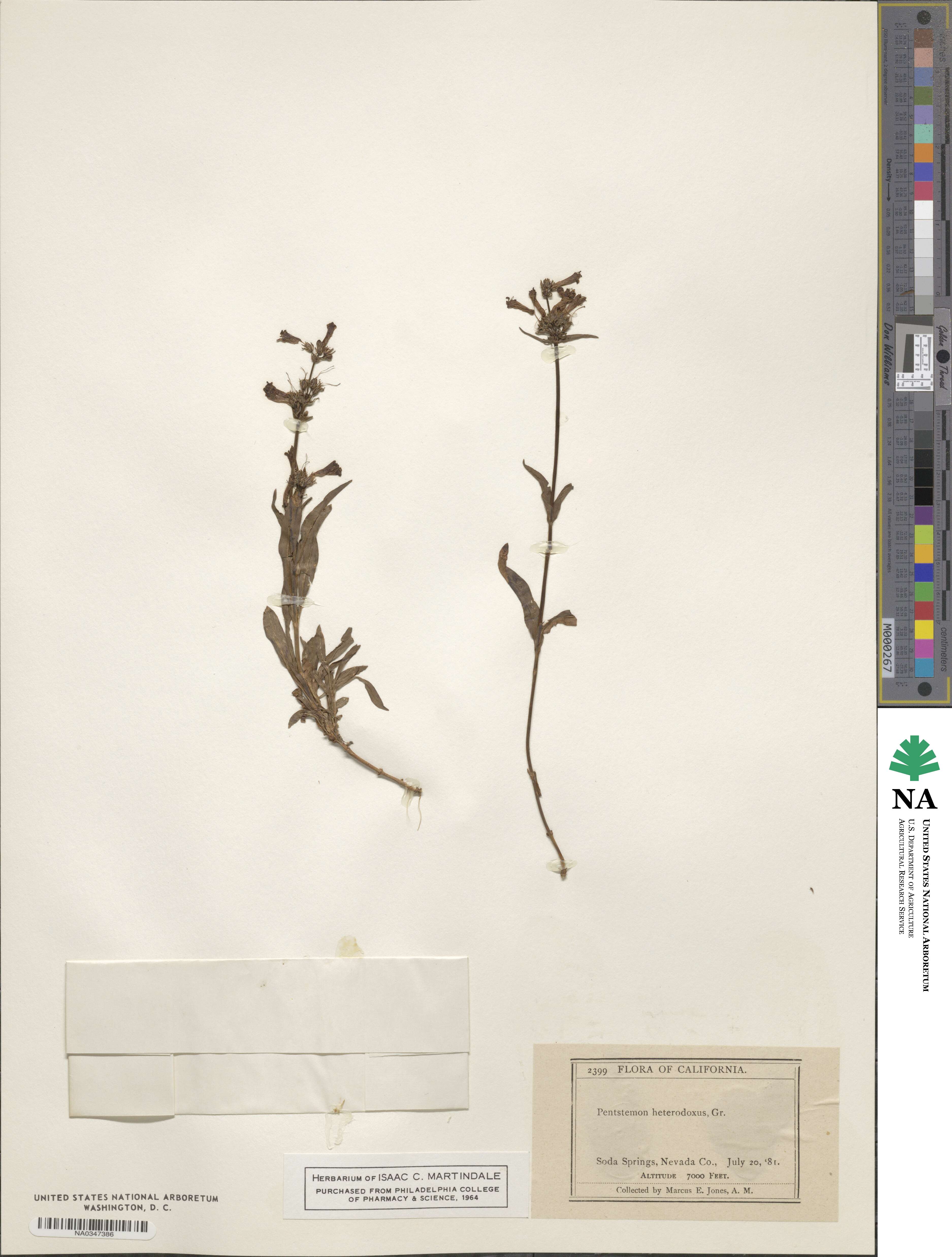 Penstemon heterodoxus image