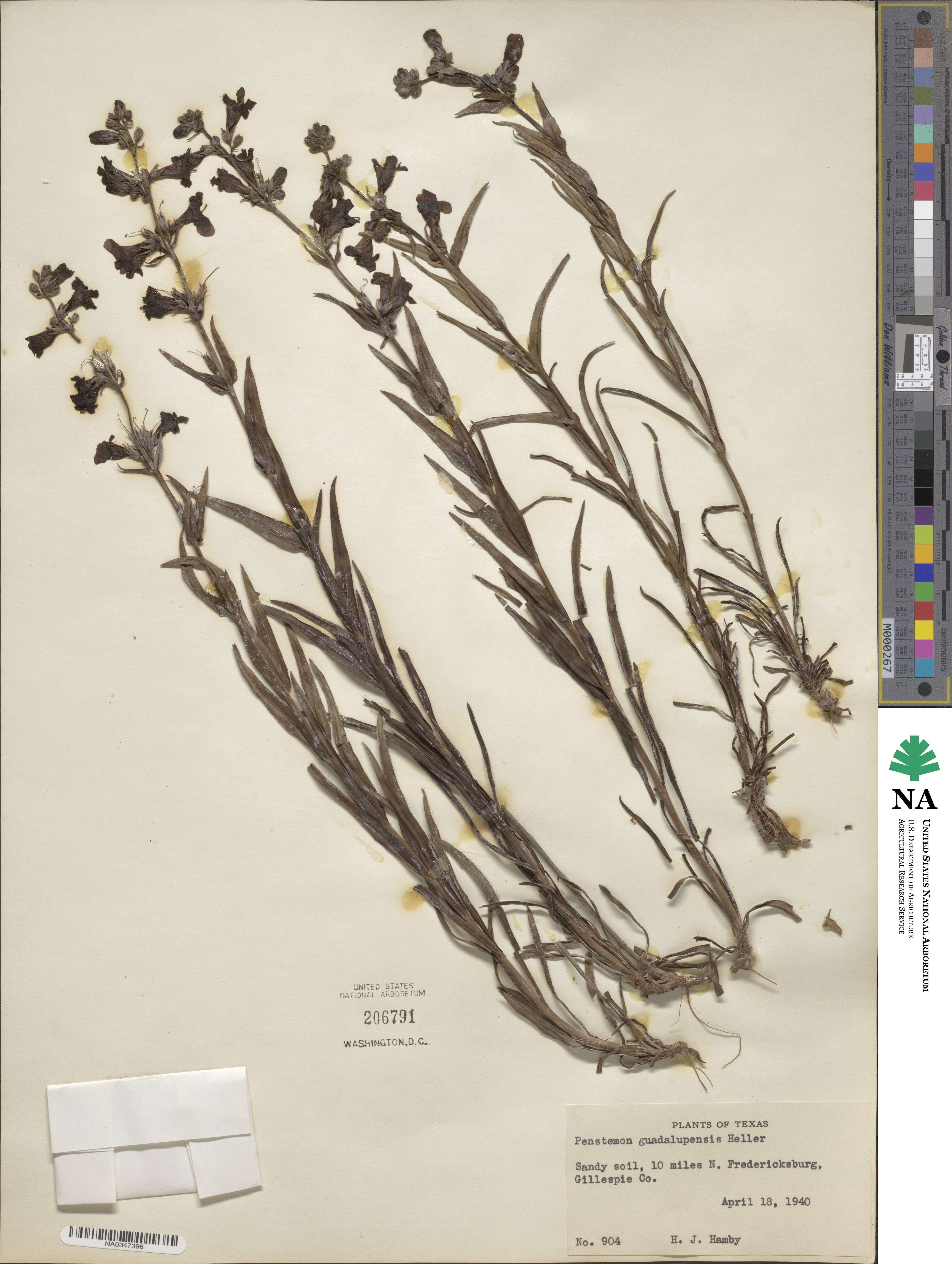 Penstemon guadalupensis image