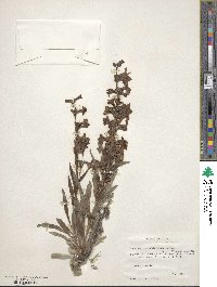 Penstemon guadalupensis image