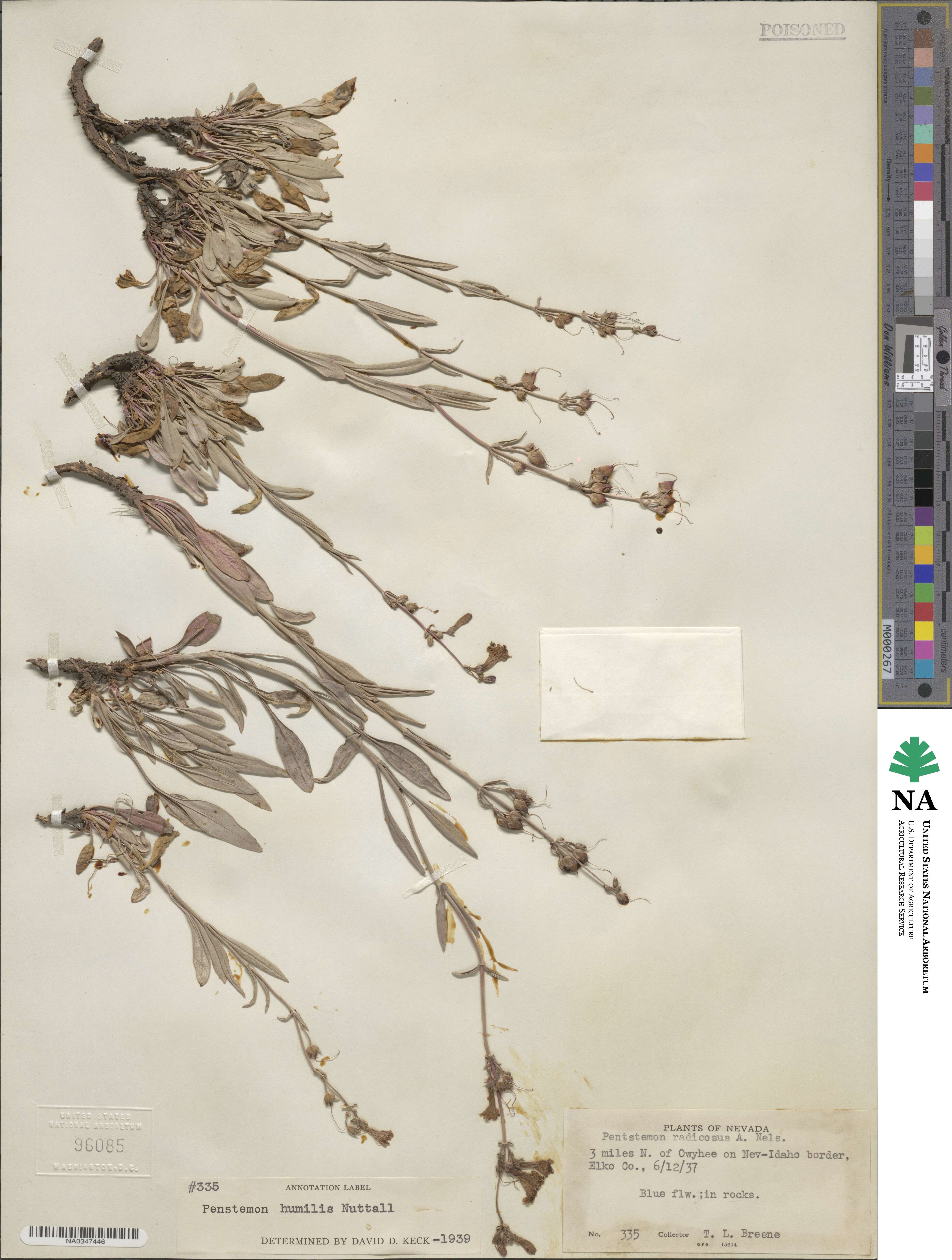Penstemon humilis image