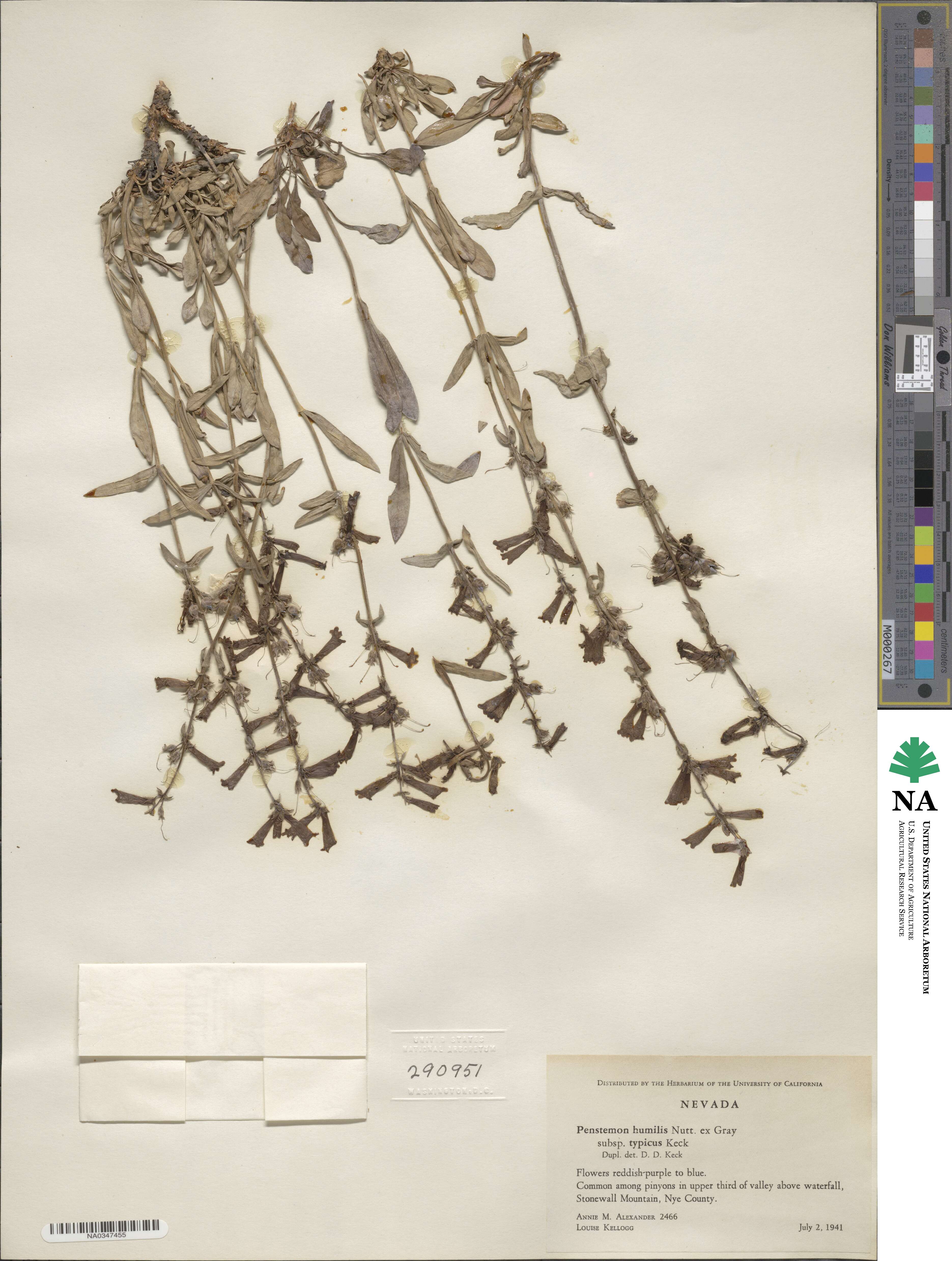 Penstemon humilis image