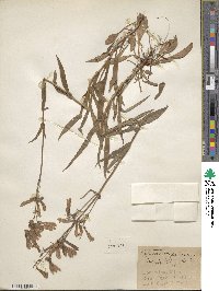 Penstemon hirsutus image