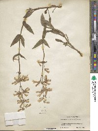 Penstemon hirsutus image