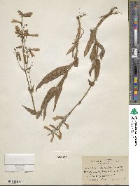 Penstemon hirsutus image