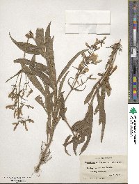 Penstemon hirsutus image