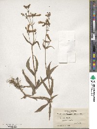 Penstemon hirsutus image