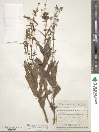 Penstemon hirsutus image