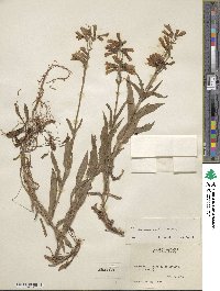 Penstemon hirsutus image