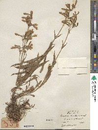 Penstemon hirsutus image