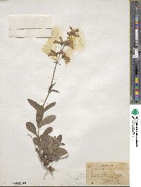 Penstemon hirsutus image