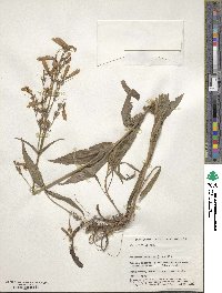 Penstemon hirsutus image