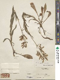 Penstemon hirsutus image