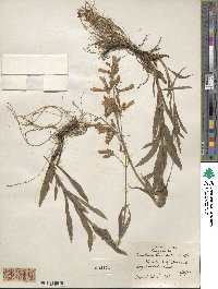 Penstemon hirsutus image