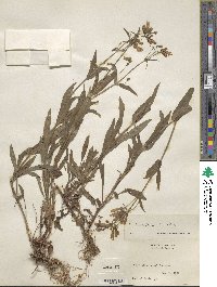 Penstemon hirsutus image