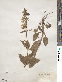 Penstemon hirsutus image