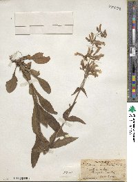 Penstemon hirsutus image