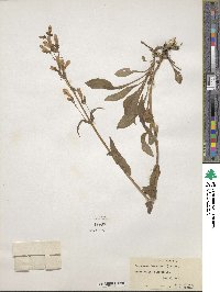 Penstemon hirsutus image