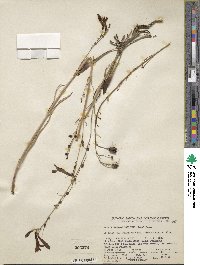 Penstemon labrosus image