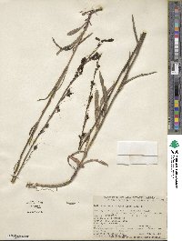 Penstemon labrosus image