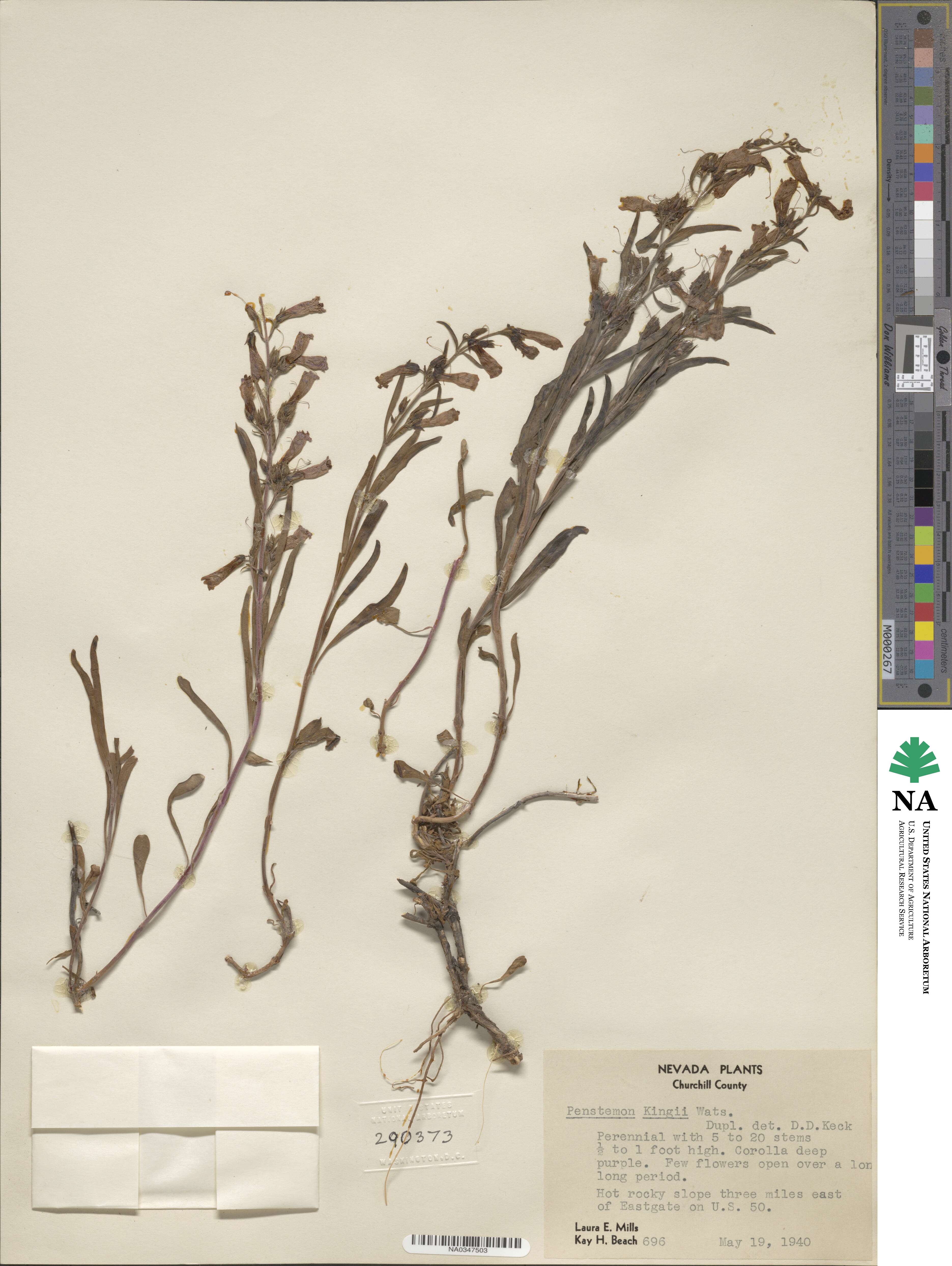 Penstemon kingii image