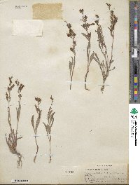 Penstemon kingii image