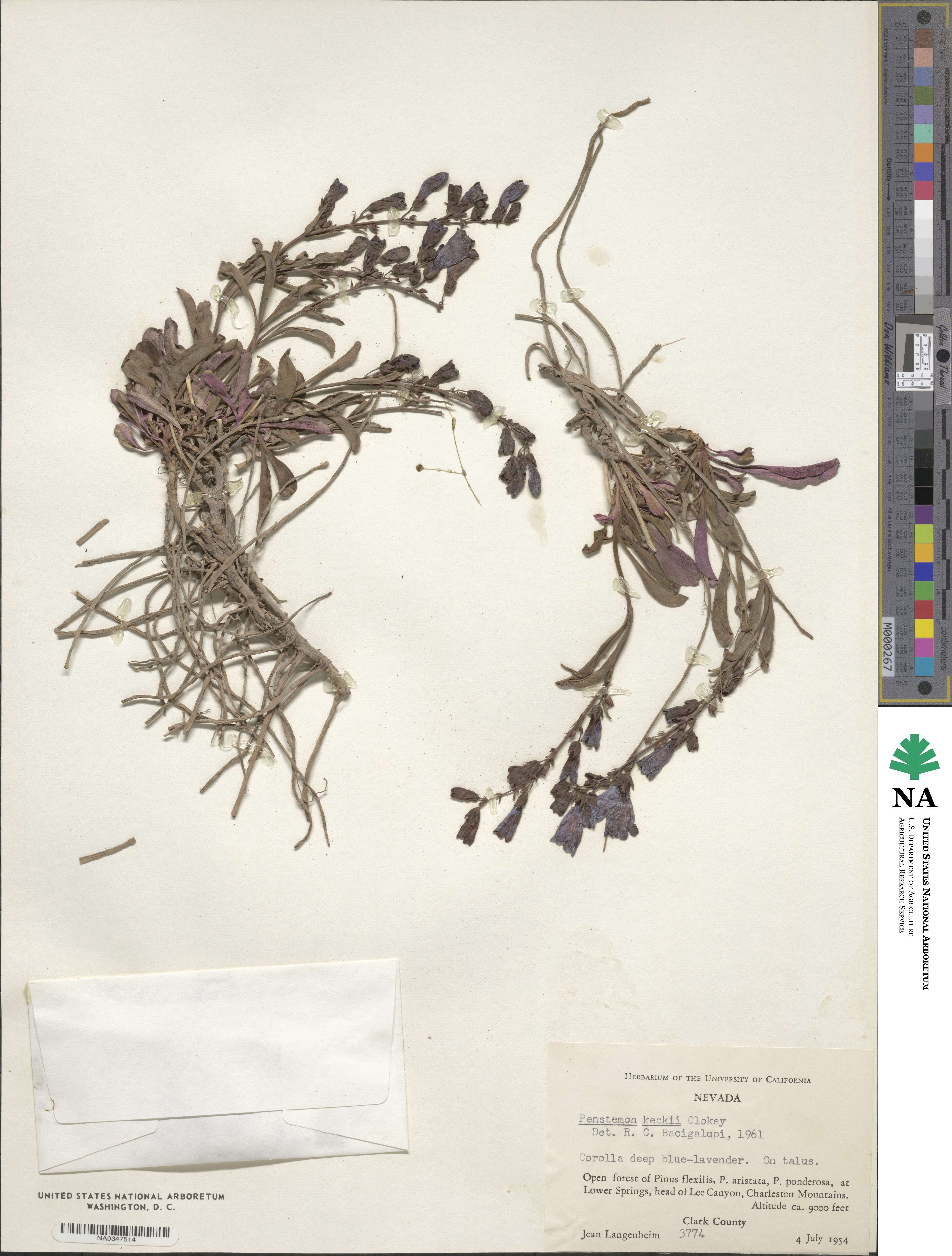 Penstemon leiophyllus image