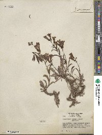 Penstemon leiophyllus var. keckii image