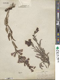 Penstemon leiophyllus var. keckii image