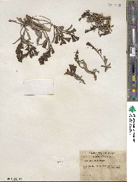 Penstemon leiophyllus var. keckii image