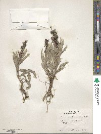 Penstemon jamesii image