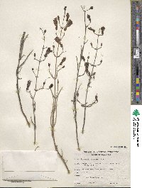 Penstemon incertus image