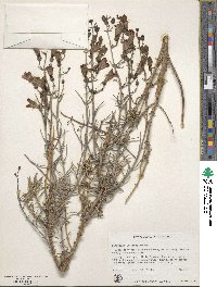 Penstemon incertus image