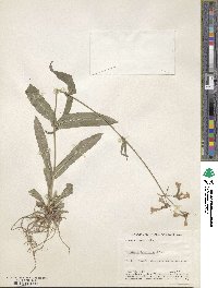 Penstemon laevigatus image