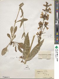 Penstemon laevigatus image