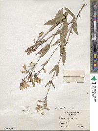 Penstemon laevigatus image